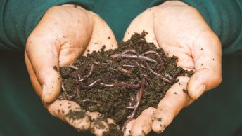 Un homme tient dans sa main du compost mûr avec des vers de terre